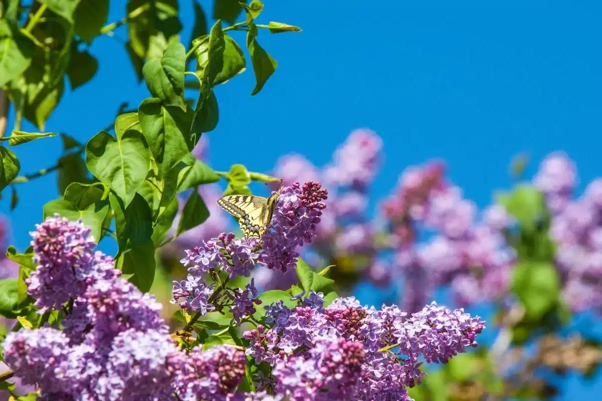 cette plante adorée des français est désormais strictement interdite dans toute l’europe