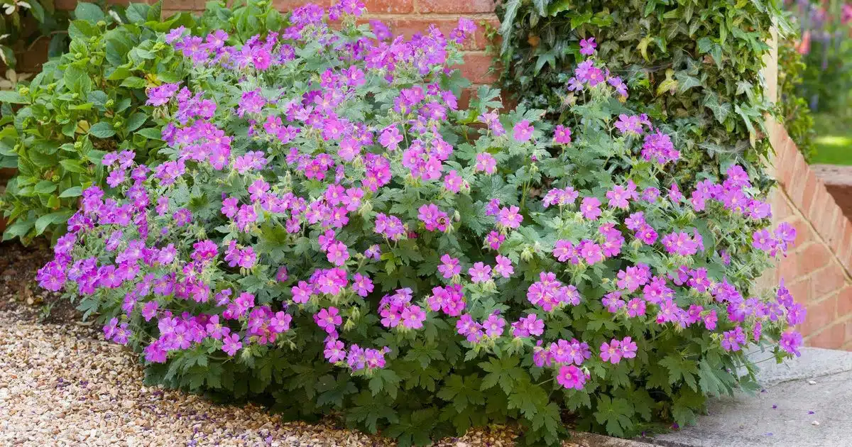 jardin cette fleur élue « plante du siècle » pour sa beauté est à planter en février et elle ne nécessite aucun entretien