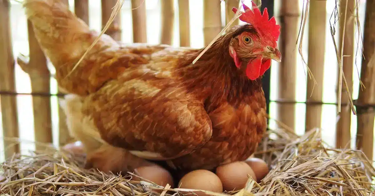 5 remèdes de grand-mère pour faire pondre les poules