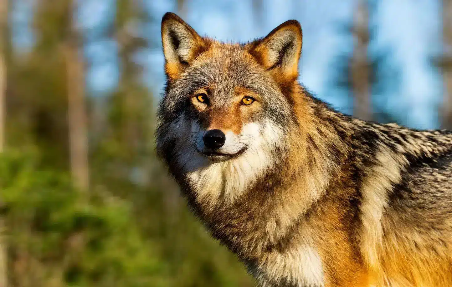 Loups : voici la liste complète des régions de France où leur présence a explosée en 2025